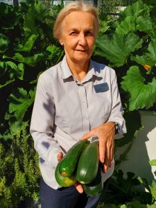 Doma, the housekeeping manager at OPAL holding 4 large zucchinis grown on OPALs rooftop garden